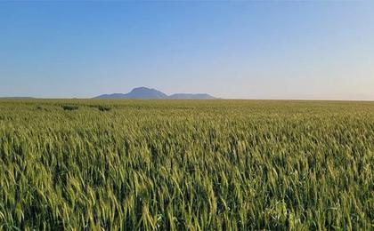 Western Cape wheat yields severely compromised by drought