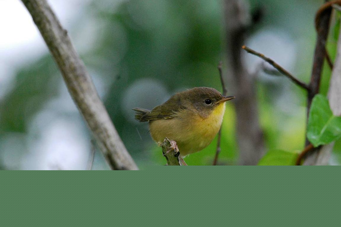 Female birds have shorter lifespans than male birds, researchers find
