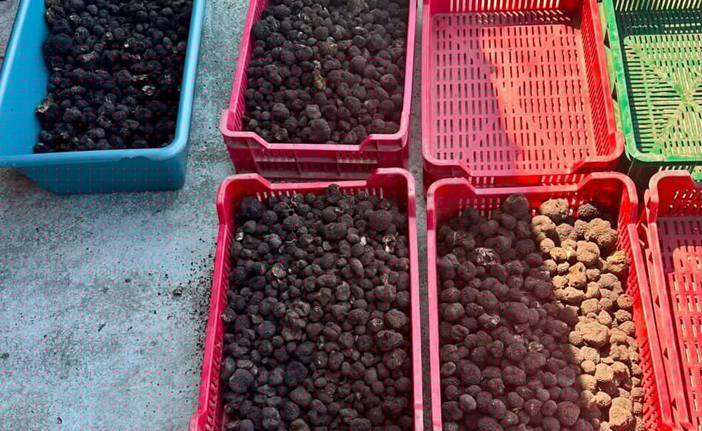 Acțiune împotriva recoltării și comercializării ilegale de trufe în județul Bacău. Peste 300 de kilograme confiscate
