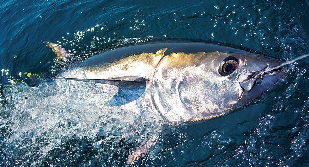 UK grants Jersey 5 additional bluefin tuna trial licenses after backlash