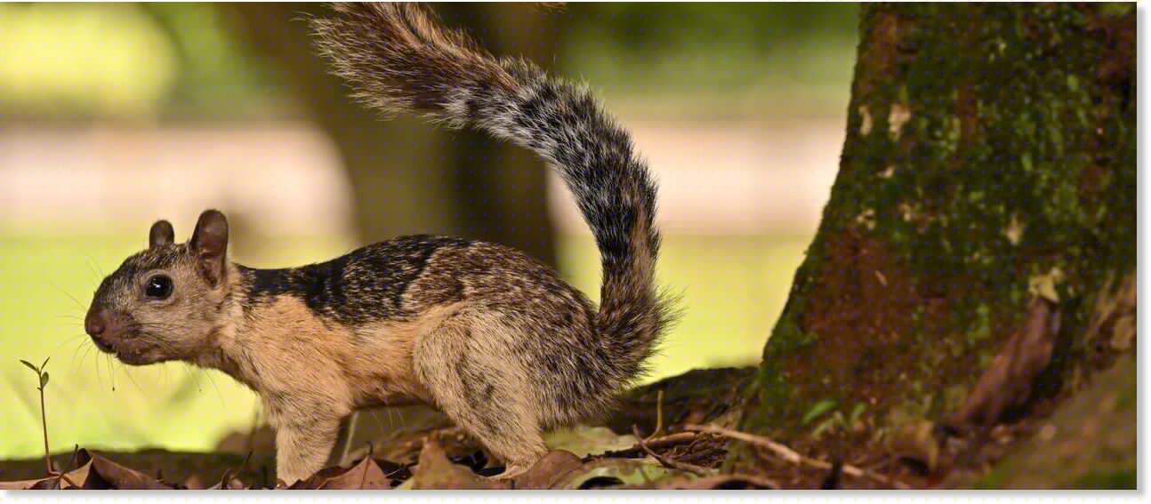 California neighborhood faces bloody series of attacks by vicious squirrel