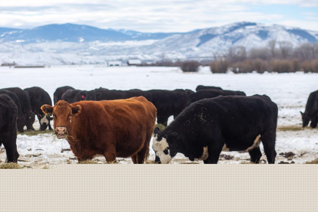 Growing out West: Early Colorado homesteaders, ranchers lay foundation for High Country communities