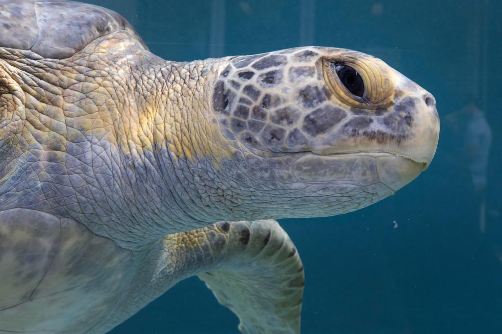 Aquarium of the Pacific opens new sea turtle rehabilitation area