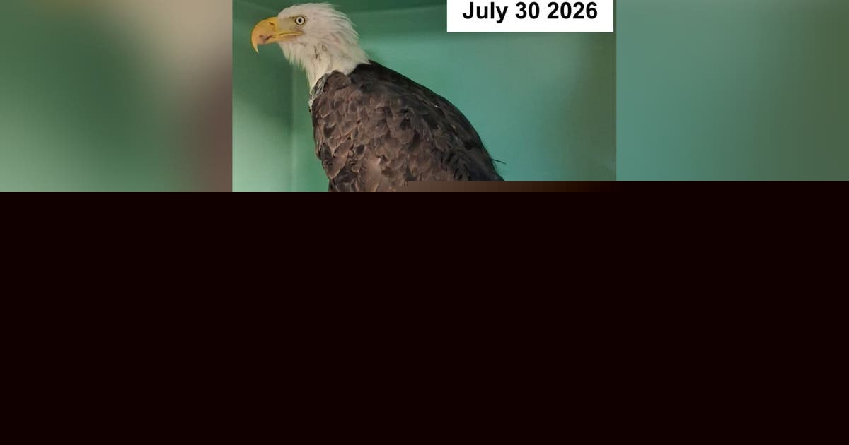Big Bear bald eagle Jackie fitted with specialized 'tail accessory' as recovery continues