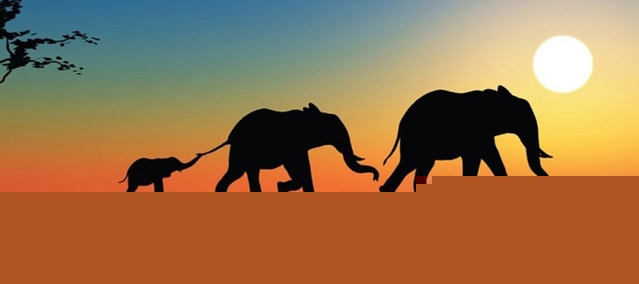 5 Facts You Didn’t Know About Elephants