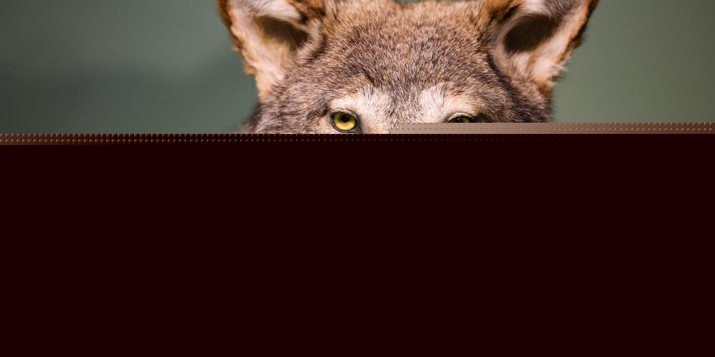 Meet the gray wolf: How the apex predator, largest member of the dog family has evolved