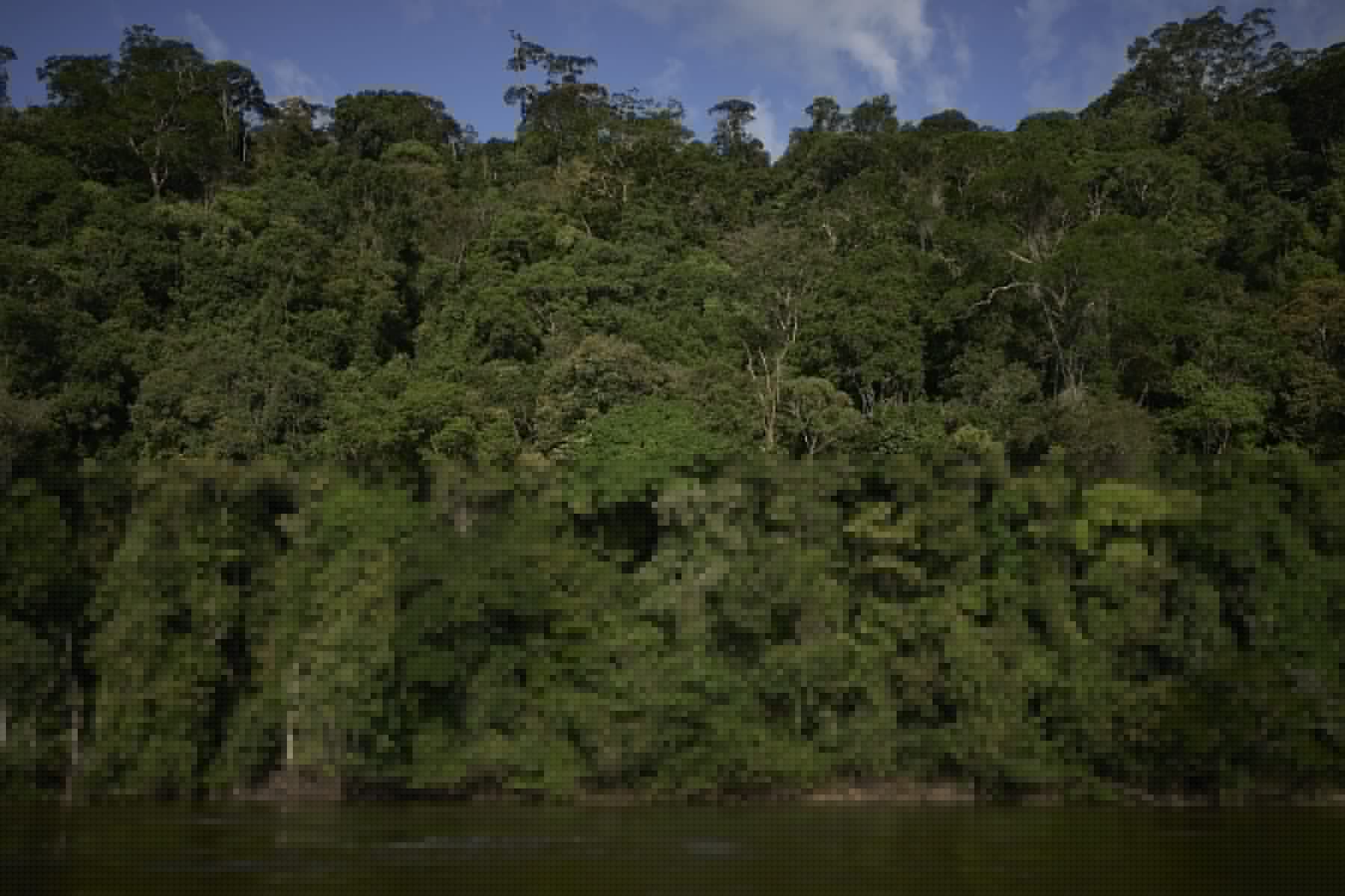 Amazônia registra queda histórica nos alertas de desmatamento