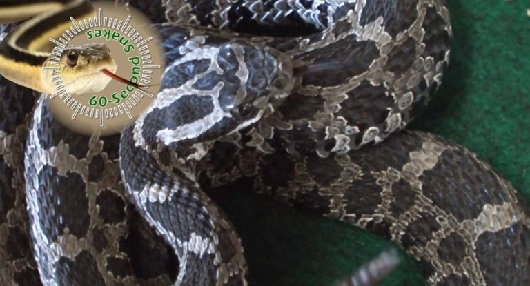 DNR: leave this snake alone