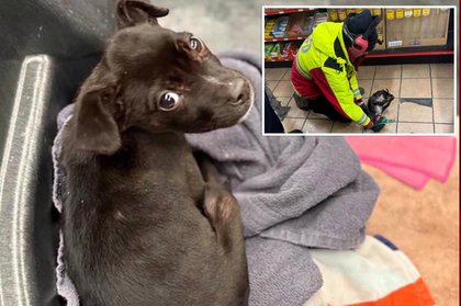 Missouri firefighters rescue 8-week-old puppy found in burning car during Winter Storm Fern
