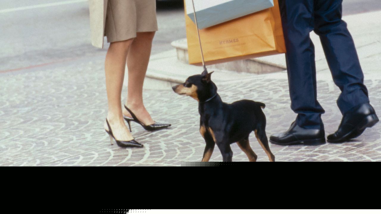 9 Vogue Editors on the Dog Essentials They (and Their Four-Legged Friends) Can’t Live Without