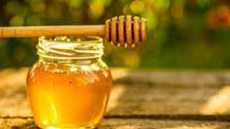 14% Honey from 1.5% Land: Punjab Outshines Larger States in National Yield Race