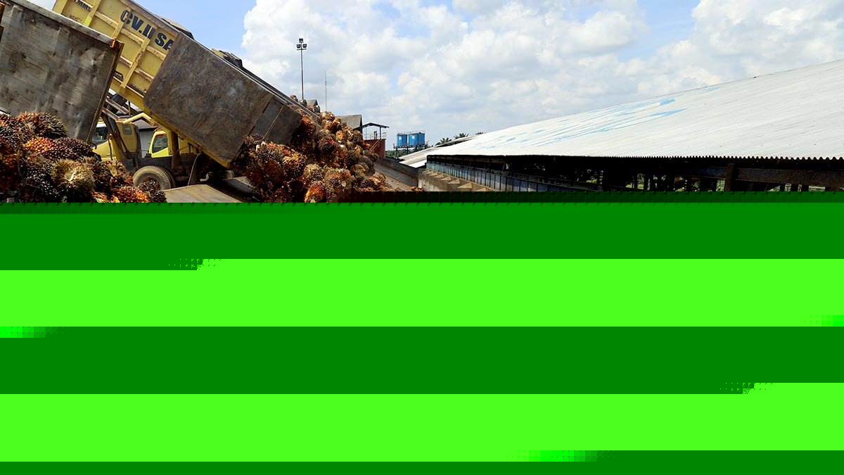 CPO Prices at KPBN Inacom Rise to IDR 15,650/kg Despite Weaker Malaysian Palm Oil Futures