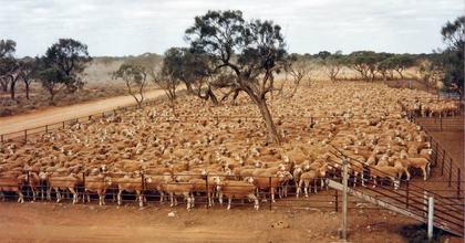Rebuilding an empire, cattle giant outlines plan for 60,000 sheep at Rawlinna