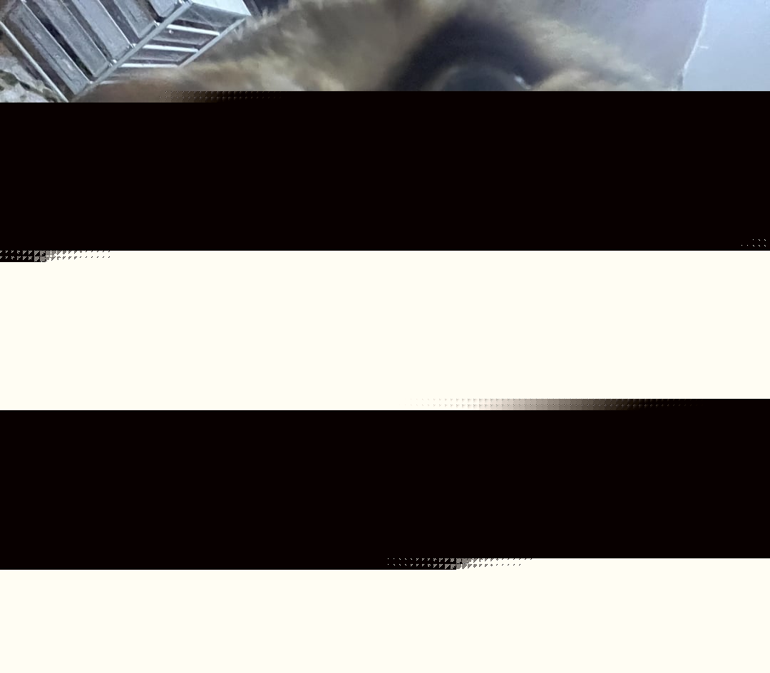Cats - Up close