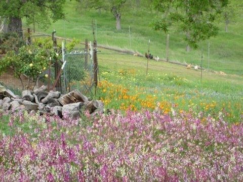 Planting Garlic