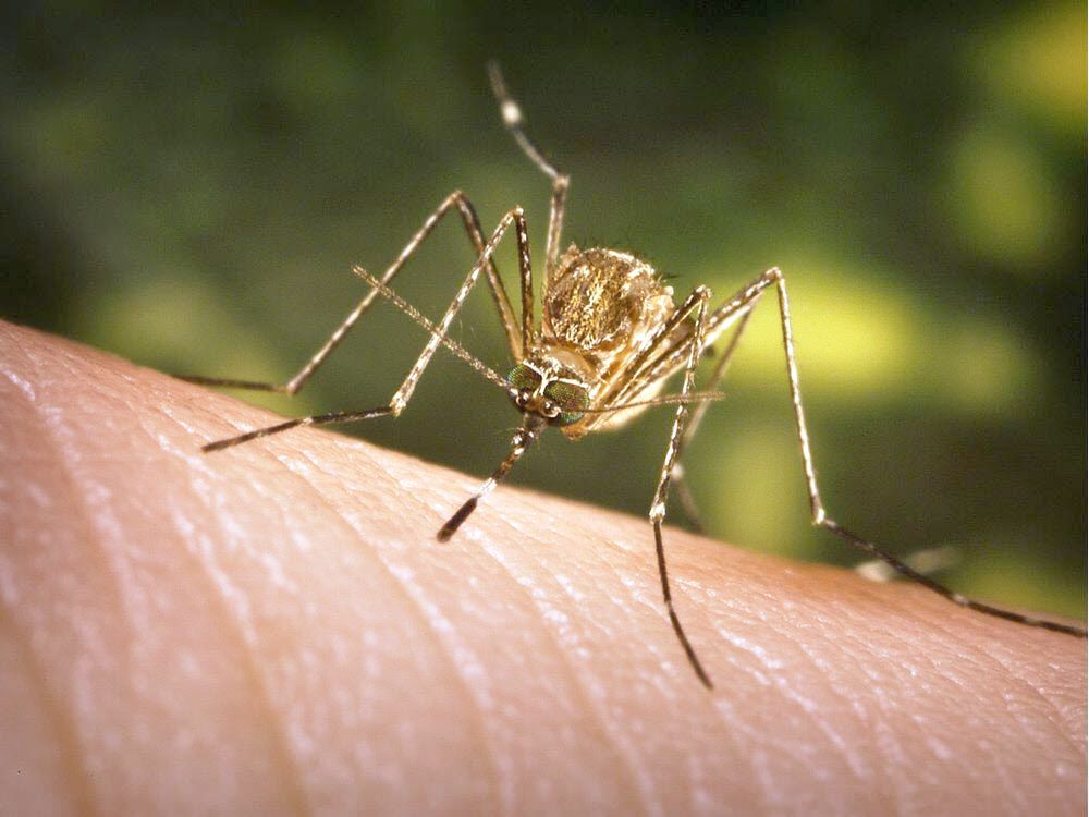 Health unit warns after West Nile virus detected in area mosquito traps