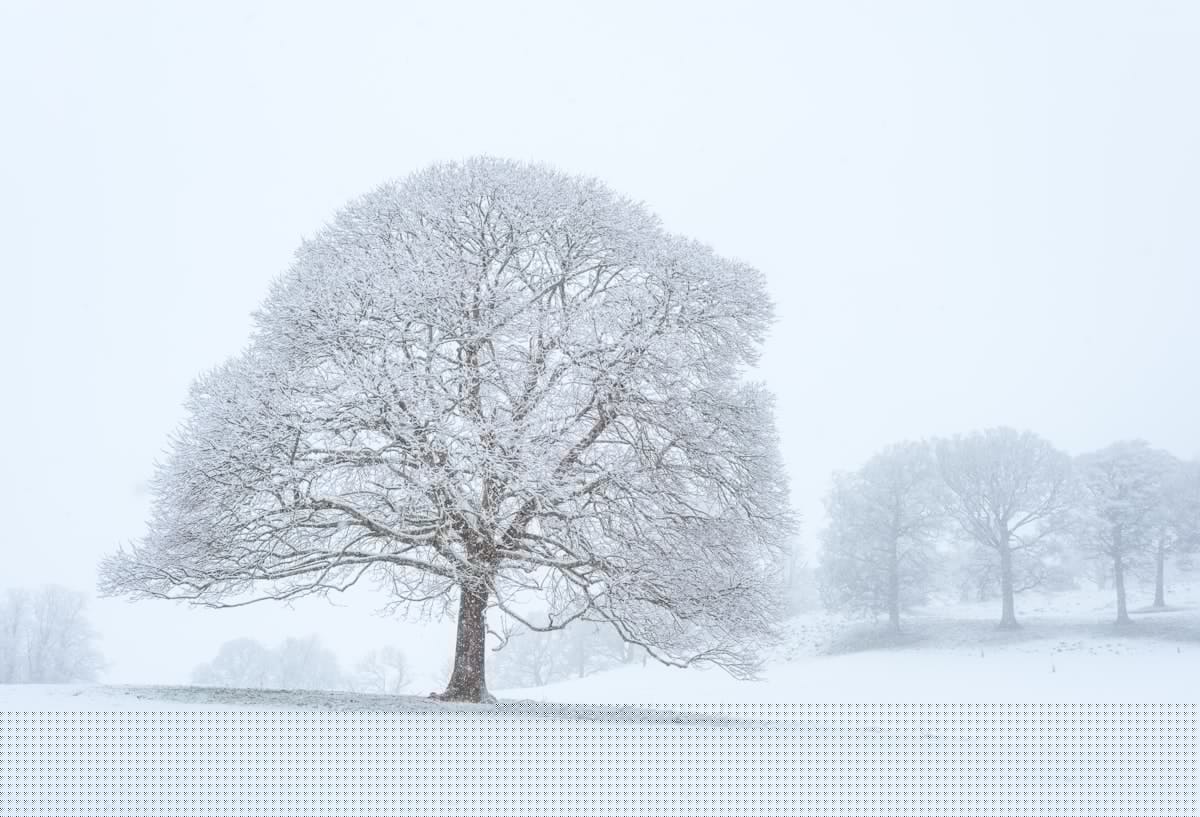 Louisiana Winter Forecast Calls for Cold and Wet Winter Season