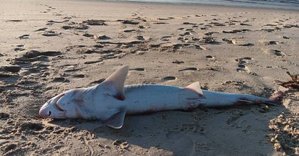 Outrage continues after senseless death of shark at Lake Conjola