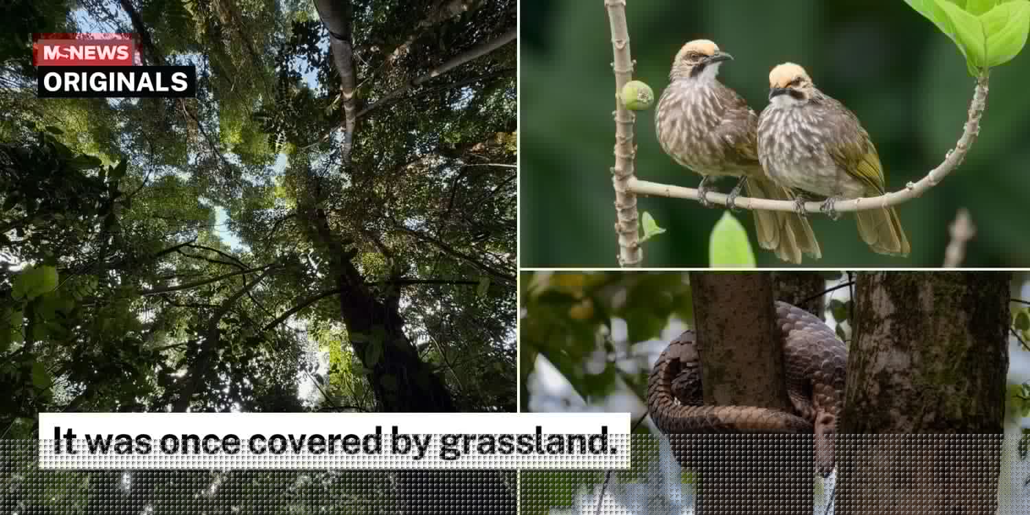 Everything to know about Maju Forest before HDB development begins, including its rare wildlife inhabitants