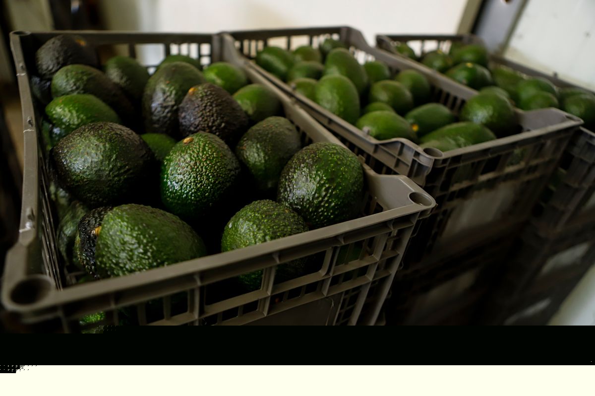 US suspends avocado inspections in Mexican state of Michoacan due to threat