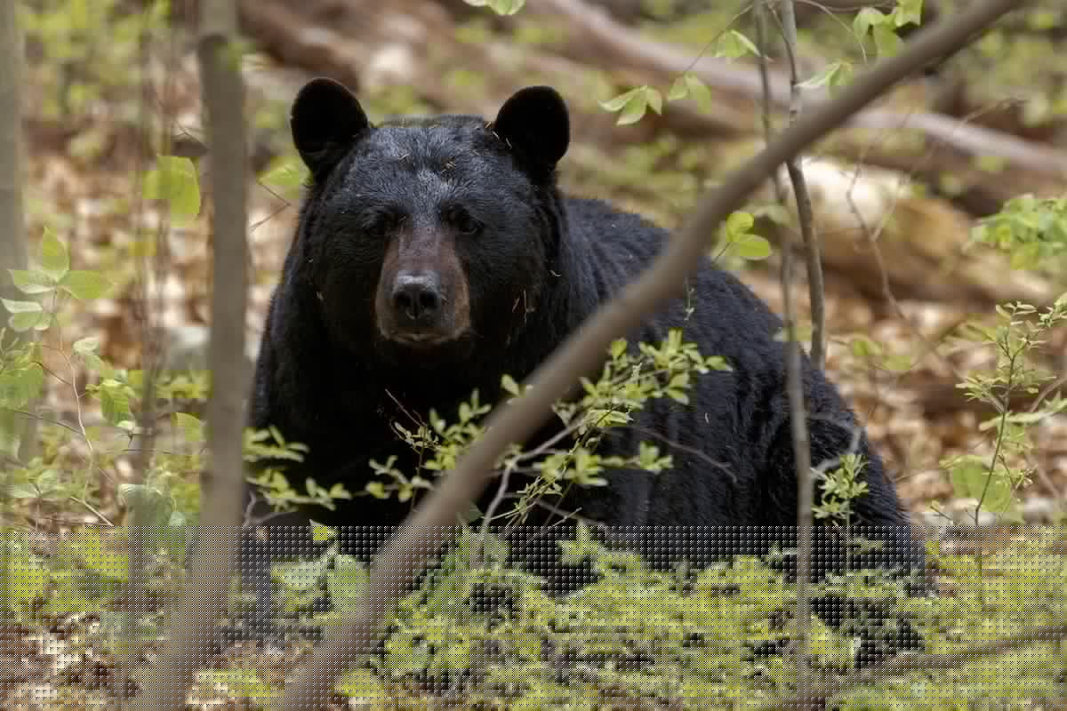 Can You Guess The Deadliest Animals In Illinois And Wisconsin?