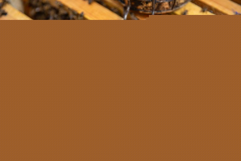 Bees Have a Hidden Nutritional Superpower, Oxford Study Reveals