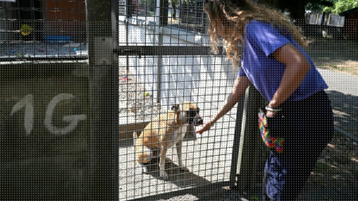 REPORTAGE. "On n’a plus de solutions, on est à bout" : le cri d’alarme de ce refuge toulousain face aux abandons d’animaux