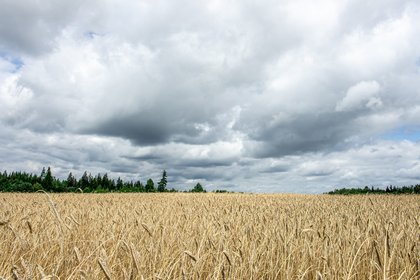 Tillage farmers forced to ‘exit sector’ due to costs and prices ag committee hears