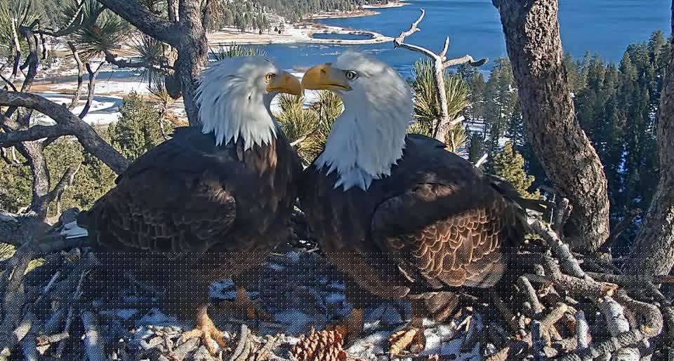 Comment on Jackie the Bald Eagle Has Passed Away by Anonymous