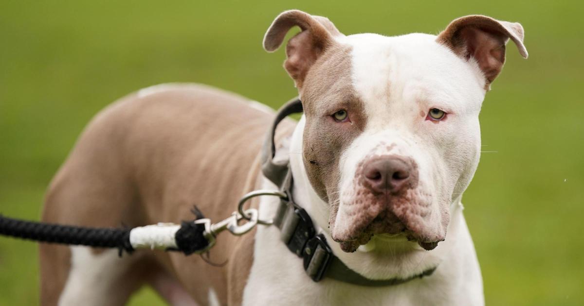Magistrates allow two XL bully dogs to live - under strict conditions