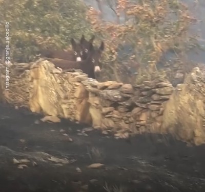 Spanish farmer reunited with 3 beloved donkeys that survived wild fire which destroyed farm