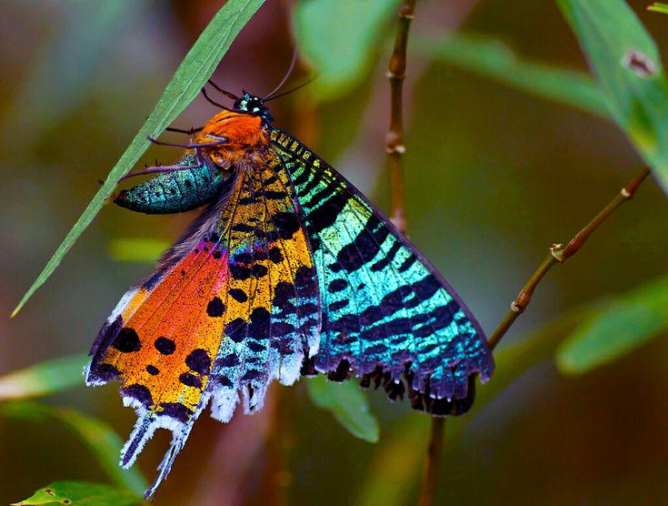 Animals - Madagascan sunset moth