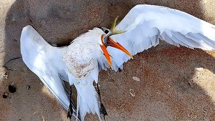 Mother and daughter rescue choking bird in unexpected Florida moment