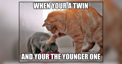 21 Hissterical Memes of Cat Furmilies Bringing All the Feline Antics