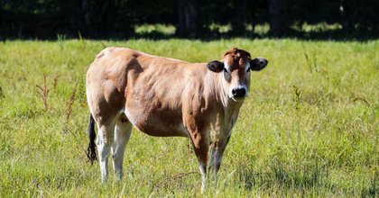Finistère. Une vache s'écrase sur son pare-brise mais l'éleveur refuse de signer le constat à l'amiable