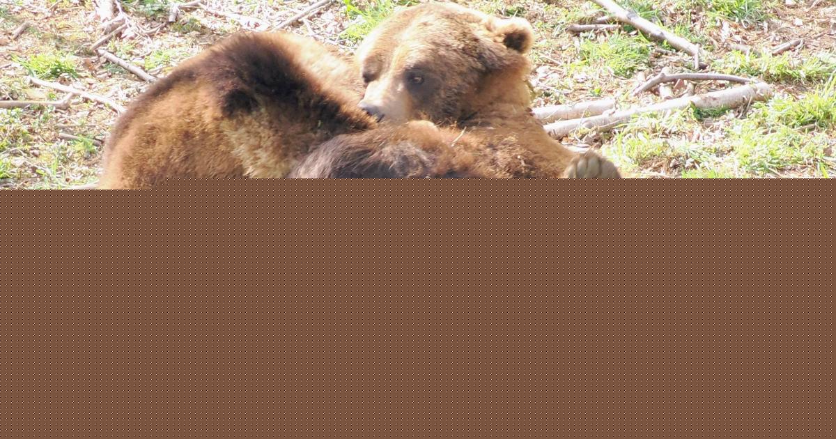Cadbury Garden Centre to host event on International Moon Bear Day
