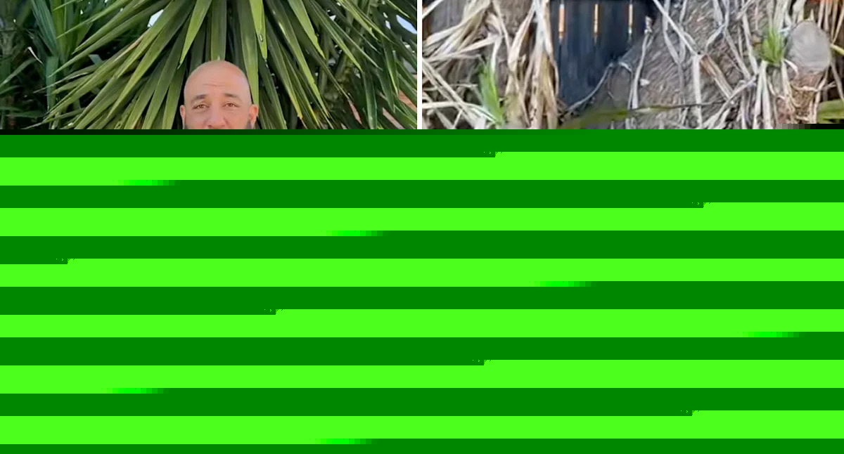 Aussie gardener's urgent warning as destructive backyard plant costs homeowner $4000