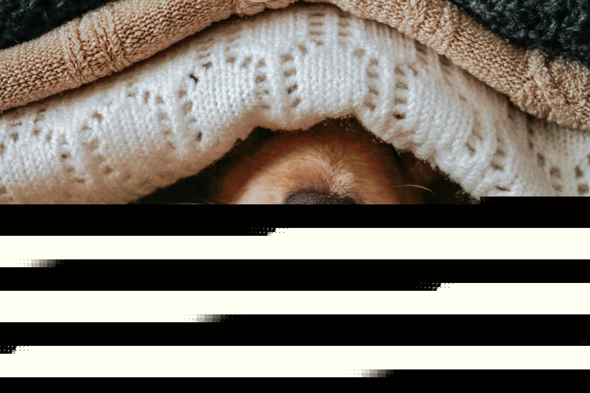 23 Dogs With Fall Fashion Sense