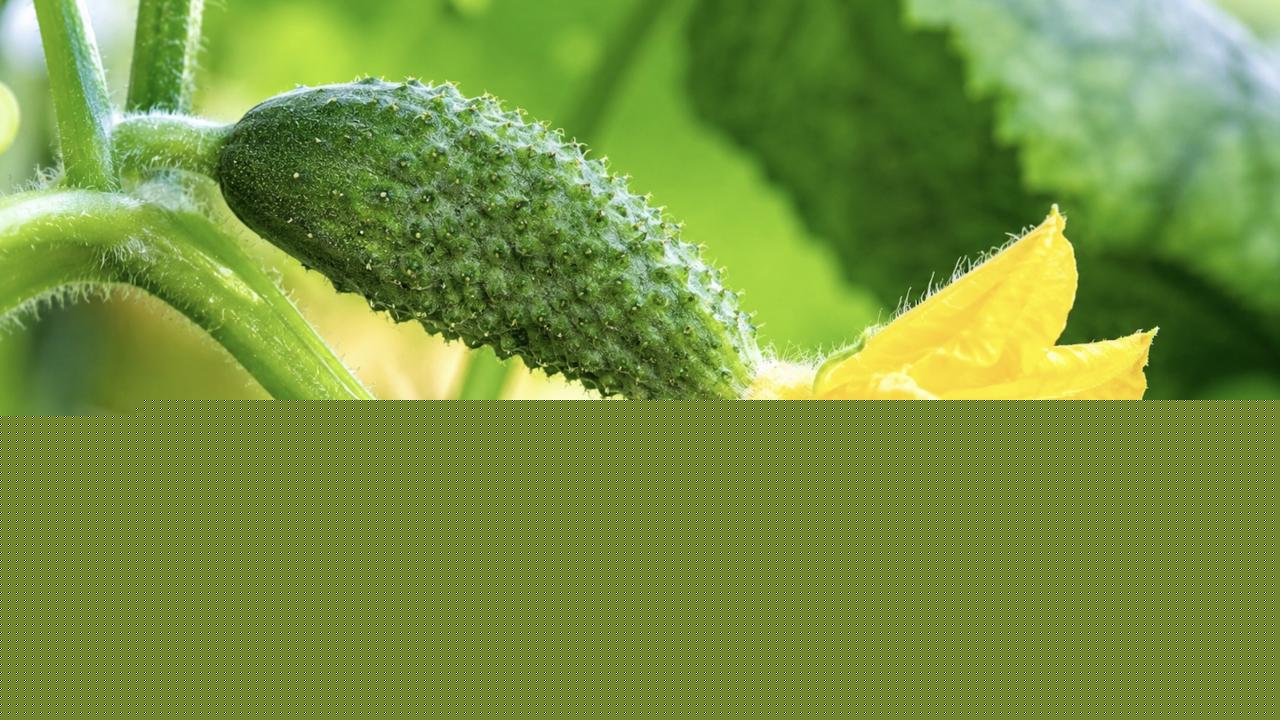 Pear-shaped cucumbers and pale leaves: what they mean in August
