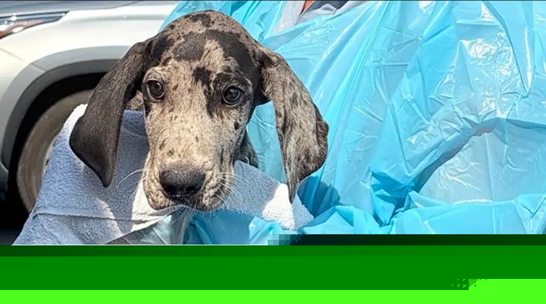 Shelters in overdrive after 78 animals rescued in Schoharie County