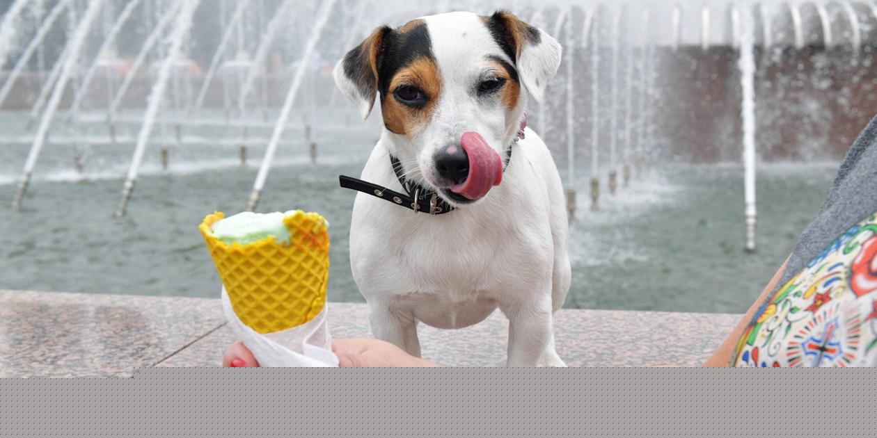 Leckere Abkühlung für Hunde an heißen Tagen: So macht man Hundeeis selbst - das sollte man beachten