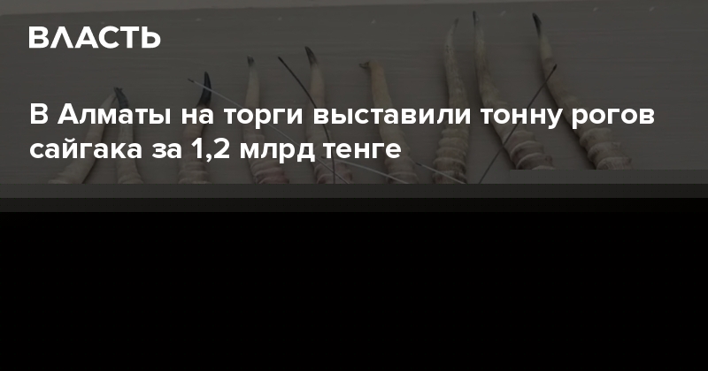 В Алматы на торги выставили тонну рогов сайгака за 1,2 млрд тенге