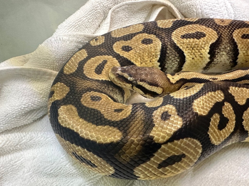 San Bernardino pet python reunited with family after found at Monrovia In-N-Out