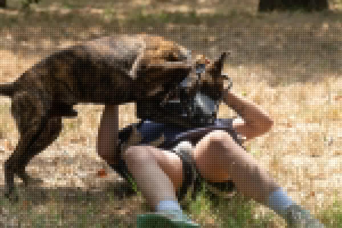 Rencontre avec les maîtres-chiens du 54e régiment d’artillerie de Hyères, ce métier peu connu de l’armée de Terre
