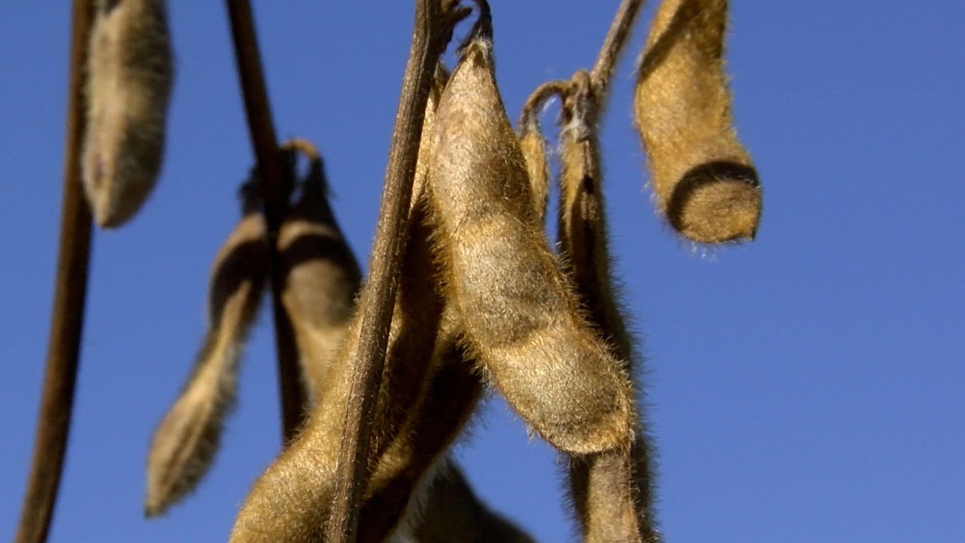 More pain for US farmers as government shutdown halts payments