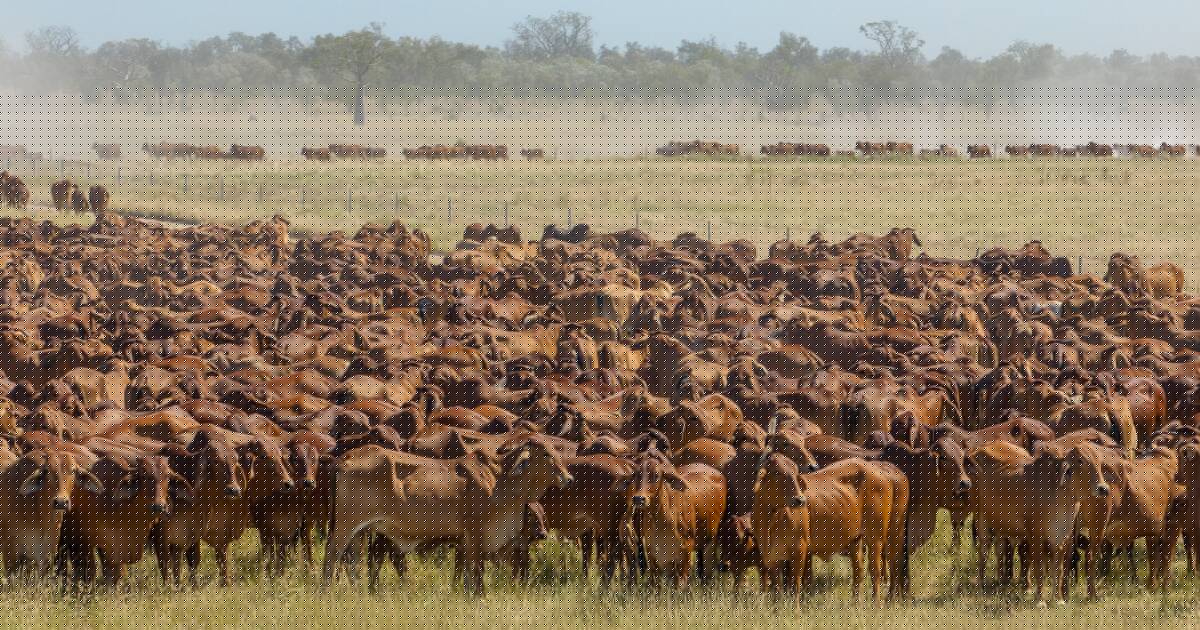 Why safeguard quotas are taking the heat out of the domestic cattle market