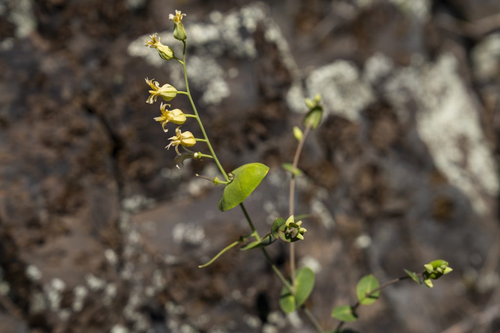 A Native California Wildflower Isn’t Keeping Up with Climate Change