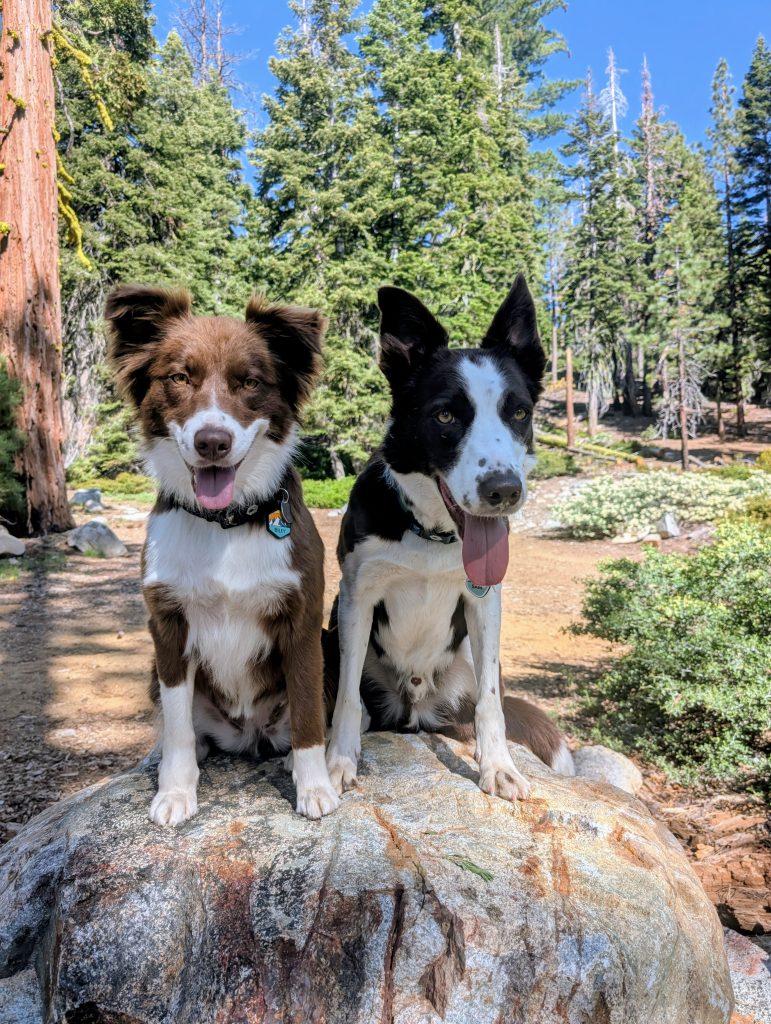 New brand celebrates dogs, people, places, making Tahoe special