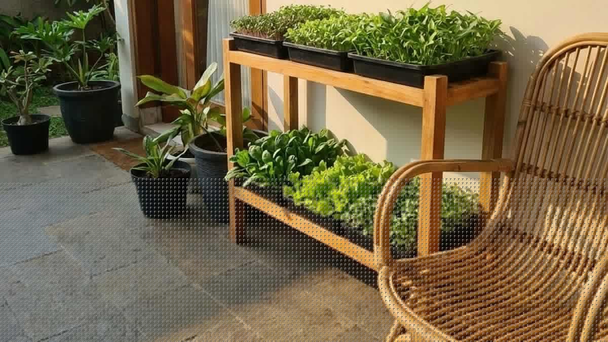 8 Cara Membuat Kebun Mini di Teras Rumah Tanpa Mengganggu Area Aktivitas Sehari-hari
