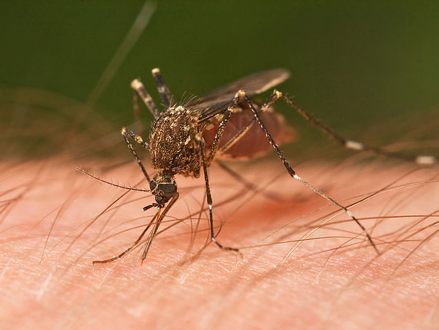 Ross County Mosquito Pool Tests Positive for La Crosse Virus; Health Officials Urge Bite Prevention